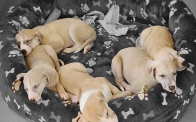 5 uger gamle “Carry On Cream’s” Whippet hvalpe