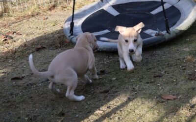 Legende whippet hvalpe