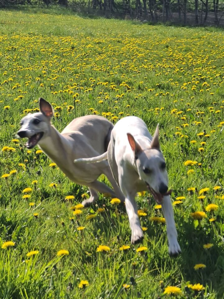 to glade whippet