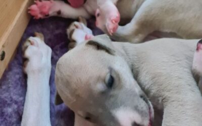 Whippet hvalpe 14 dage