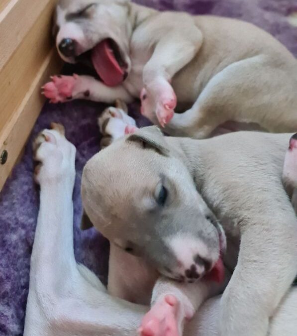 whippet, whippets, whippethvalp, whippethvalpe, whippet-hvalp, whippet-hvalpe